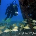 grunt_french_dome_nwp_h_0495_tci2689.jpg